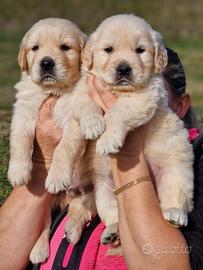 Cucciolo di Golden Retriever - Marina Lab