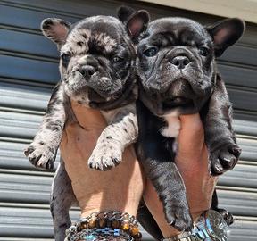 Bouledogue Bulldog Francese
