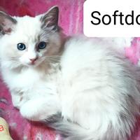 Cucciola Ragdoll blu bicolor