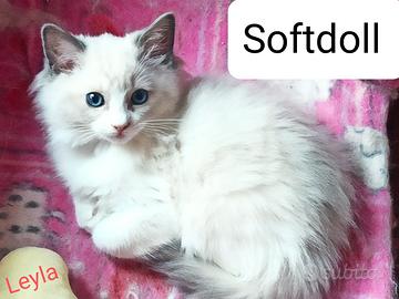 Cucciola Ragdoll blu bicolor