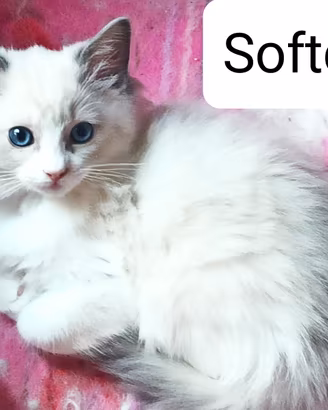 Cucciola Ragdoll blu bicolor