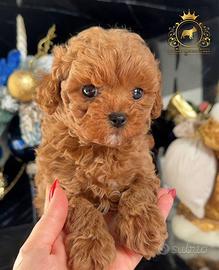 Esclusivi Barboncini Toy Red