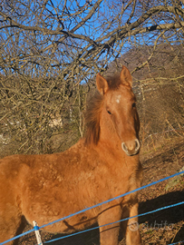 Criollo X Paint horse