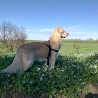 Golden retriver maschio compagna