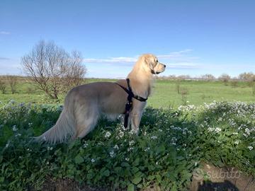 Golden retriver maschio compagna