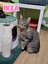 Ikea gatta tigrata di 2 anni