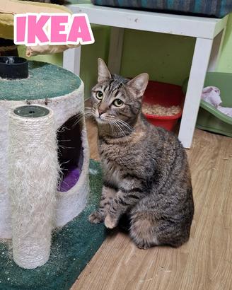 Ikea gatta tigrata di 2 anni