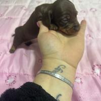 Cuccioli di bassotto