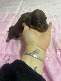 Cuccioli di bassotto