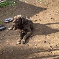 Monta mastino napoletano