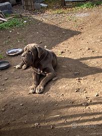 Monta mastino napoletano