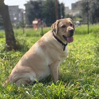 Accoppiamento labrador