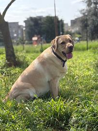 Accoppiamento labrador