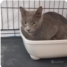 Maschio 3 anni