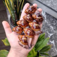 Chiocciole / lumache giganti africane