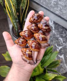 Chiocciole / lumache giganti africane