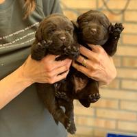 Cuccioli labrador cioccolato con pedigree