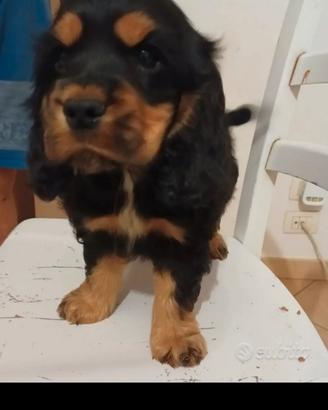 Cuccioli di cocker spaniel