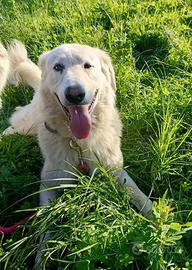Tony anima buona sta crescendo in un recinto