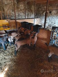 Capre e caprette camosciate