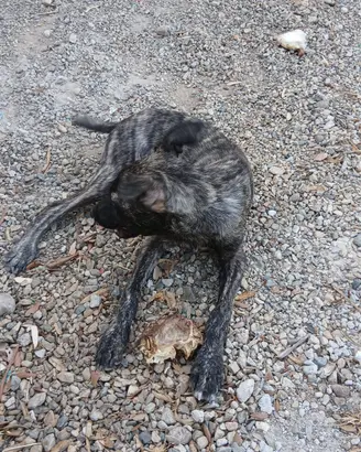 trighinu dogo sardo