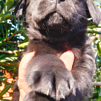 Cucciolo di labrador retriever