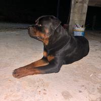 Rottweiler per monta