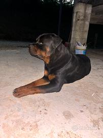 Rottweiler per monta