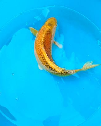 Carpe koi