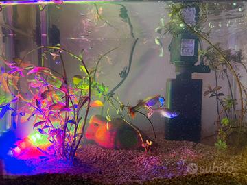 Pesci guppy 2 l'uno