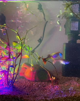 Pesci guppy 2 l'uno