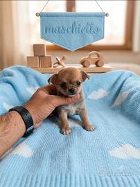 Chiwawa ciwawa mini Toy