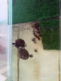2 Tartarughe e Acquario 70 L con pompa
