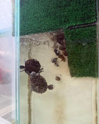 2 Tartarughe e Acquario 70 L con pompa