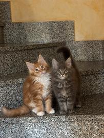 Cuccioli Maine coon