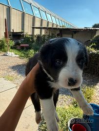 Cuccioli Border Collie
