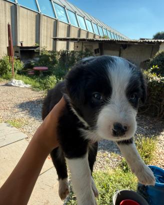 Cuccioli Border Collie