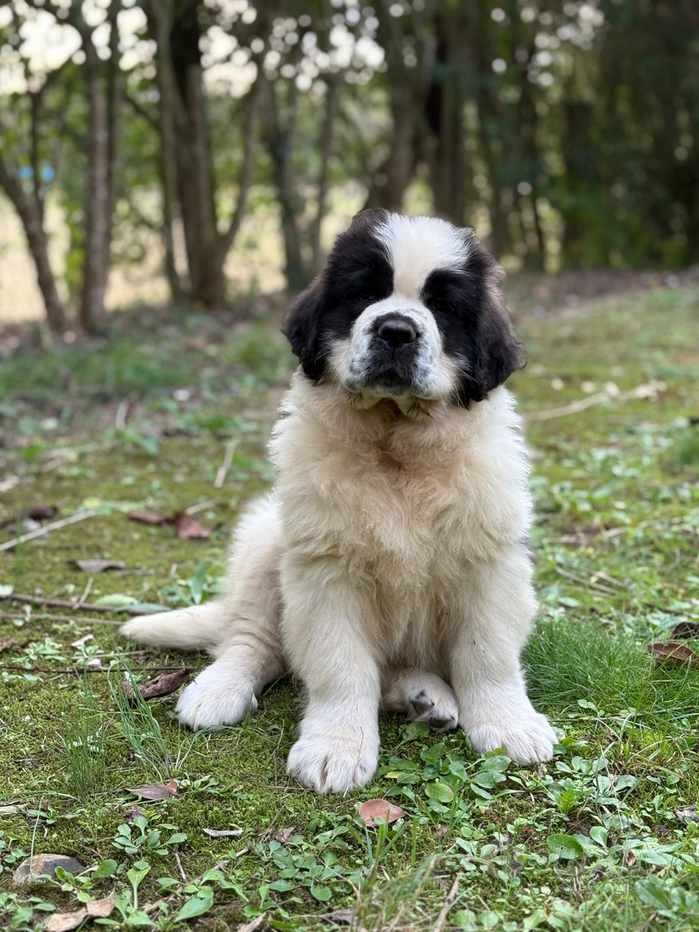 Cartello Attenzione Al Cane San Bernardo A Pelo Lungo – Targa Metallica 15x10 Cm Con Viti, Prodotta In Francia