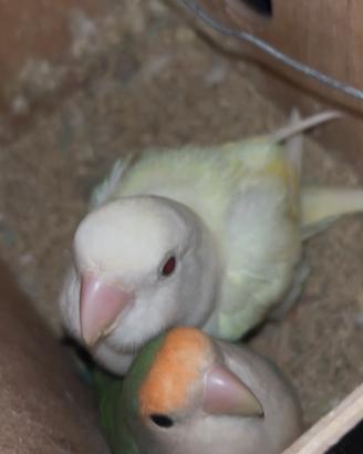 Coppia inseparabili