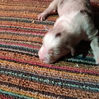 Cuccioli Australian sheperd pedigree , Golden