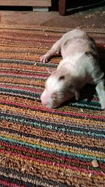 Cuccioli Australian sheperd pedigree , Golden