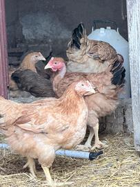 Galline kabir super ovaiole pesanti