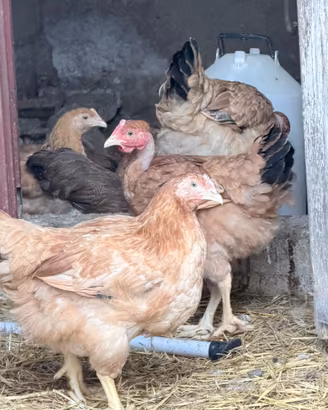 Galline kabir super ovaiole pesanti