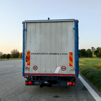 Iveco trasporto bestiame animali