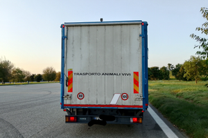 Iveco trasporto bestiame animali