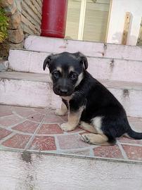 Cucciolo pastore tedesco