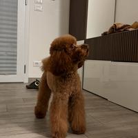 Barboncino nano pedigree Enci PER ACCOPPIAMENTO