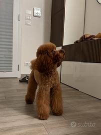 Barboncino nano pedigree Enci PER ACCOPPIAMENTO