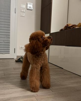 Barboncino nano pedigree Enci PER ACCOPPIAMENTO
