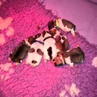 Meravigliosa cucciolata di Bouledogue Francesi